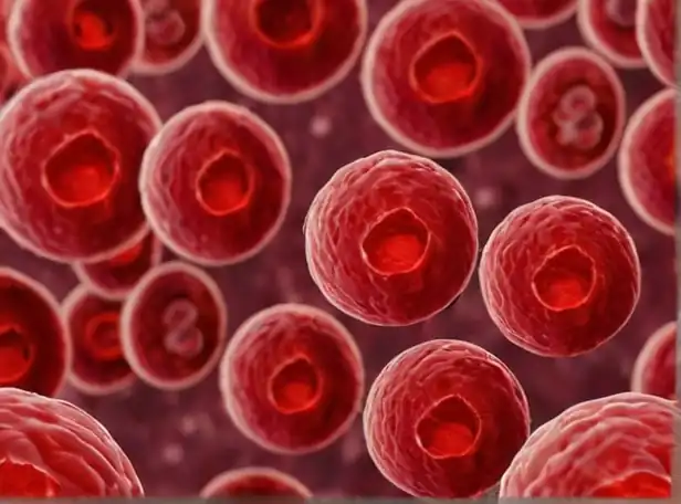 Red blood cells under microscope with scientific background