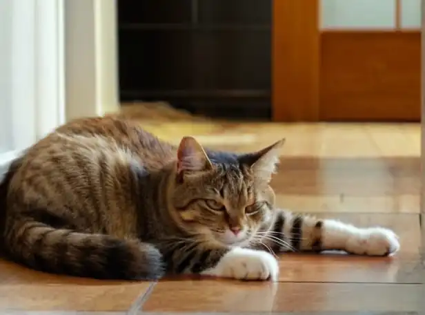 Relaxed cat lying on floor with worried expression