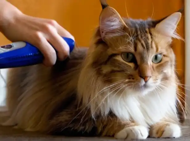 Long-haired cat grooming with a soft brush