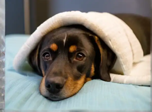 A dog lying on a soft bed with a healing bandage