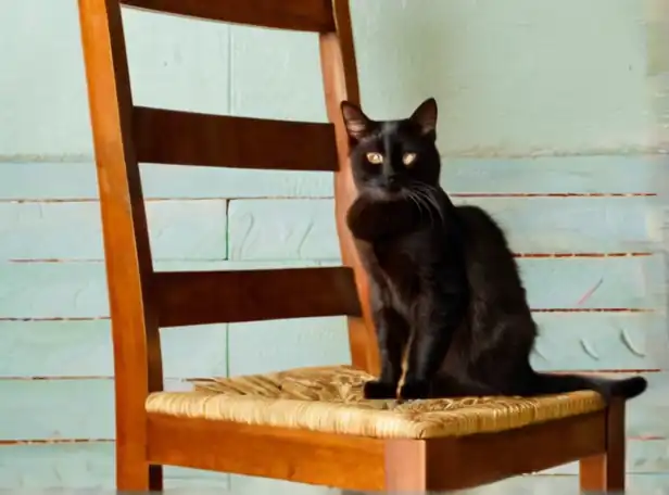 A cat sitting on a chair or table with mysterious background