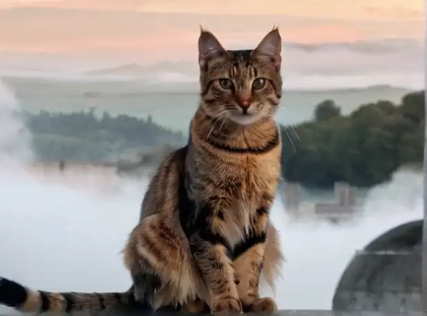 Mysterious cat sitting on high surface surrounded by mist