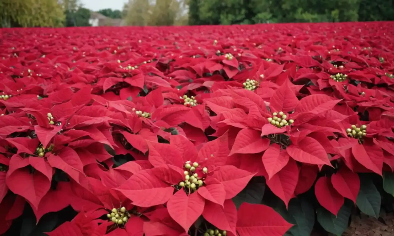 Poinsettia con bolitas rojas en un jardín festivo