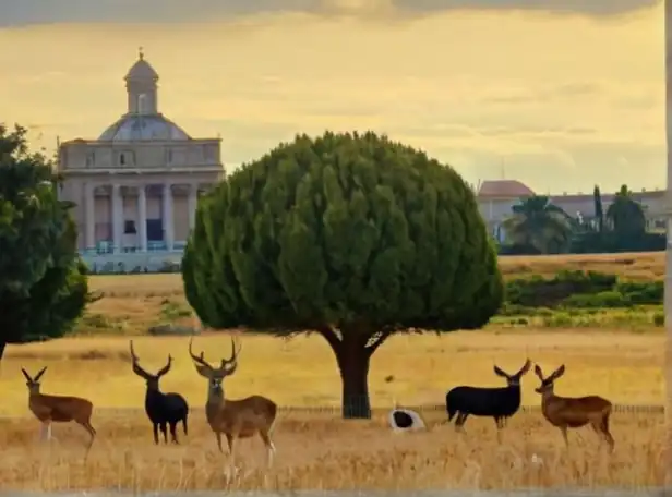 Spanish animals in a field surrounded by government symbols