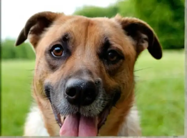 Curious dog sticking out its tongue in a park