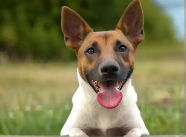 A curious dog sticking out its tongue in a relaxed environment