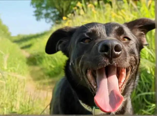 Happy dog panting with tongue out in a warm summer landscape