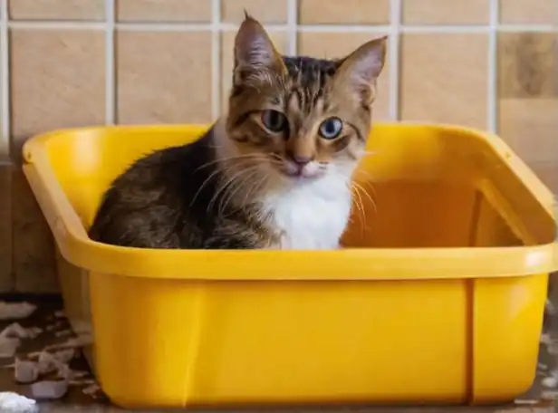 Whiskered cat sitting in litter box amidst mess