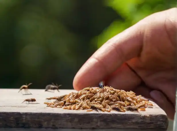 Fleas biting a person on a warm outdoor setting