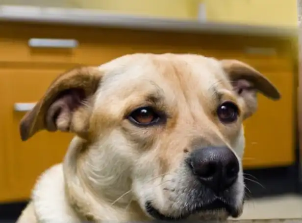 A calm dog with one eye swollen and crying, sitting in a vet's office