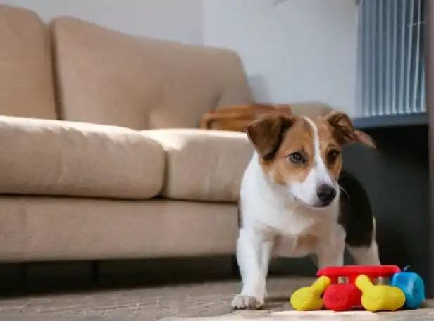 A calm dog playing near a couch with toys nearby