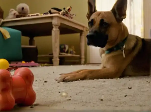 A playful dog surrounded by broken toys and furniture amidst a messy room