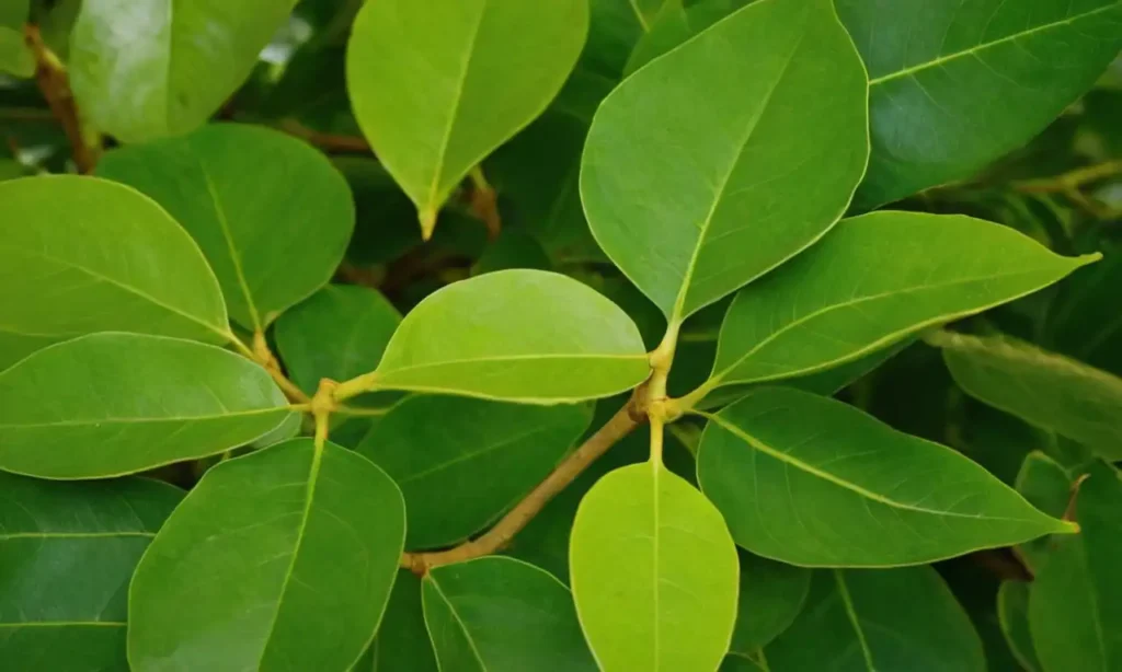 Ficus saludable con hojas verdes y floración