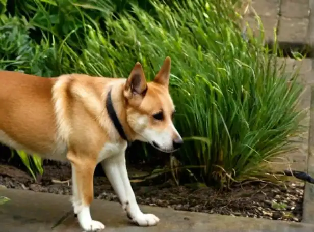 Natural remedy for dogs to stop licking paws in a calm outdoor setting