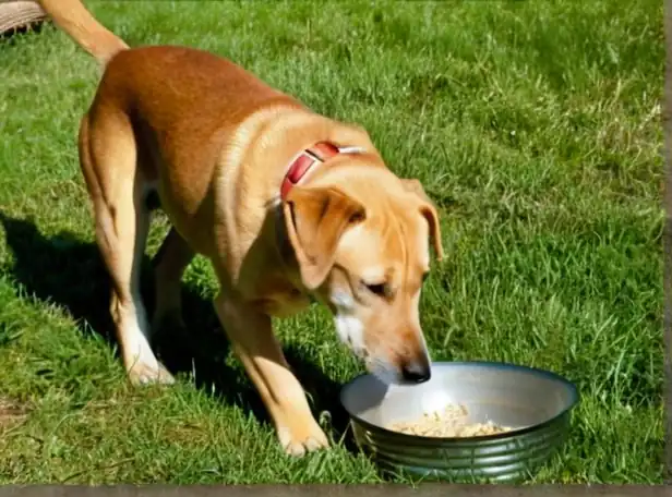 Relaxed dogs outdoors scratching and playing in natural surroundings